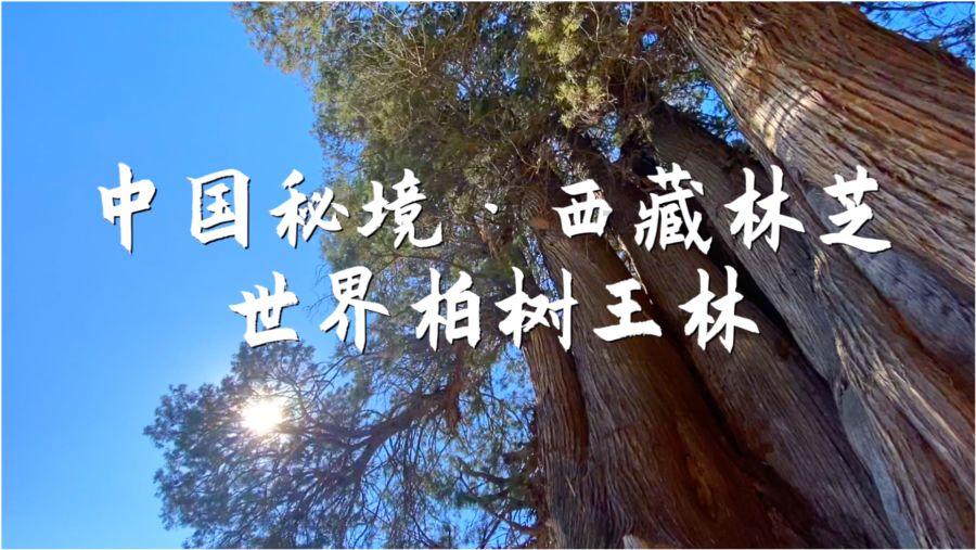 尤卡大莱莉冒险